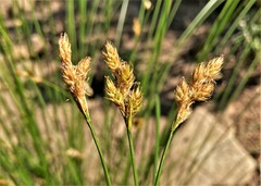 Carex pachycarpa