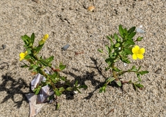 Gratiola aurea