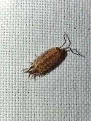 Porcellionides cingendus