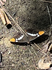 Adelpha californica