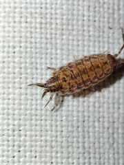 Porcellionides cingendus