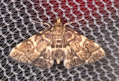 Anageshna primordialis