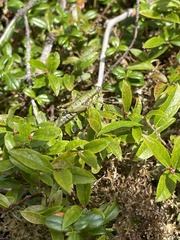 Booneacris glacialis