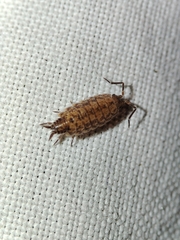 Porcellionides cingendus