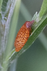 Sparganothis distincta