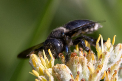 Xylocopa micans
