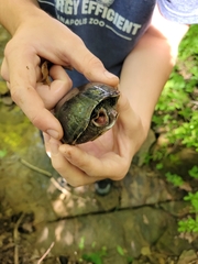 Sternotherus odoratus