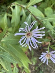 Symphyotrichum subspicatum