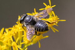 Megachile mendica
