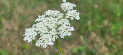 Daucus