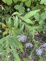 Symphyotrichum subspicatum