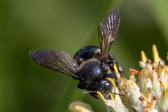 Xylocopa micans