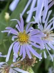 Symphyotrichum subspicatum