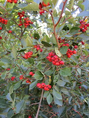 Crataegus succulenta
