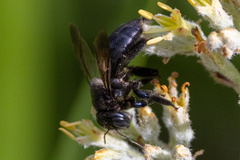 Xylocopa micans