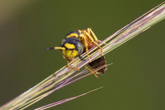 Philanthus