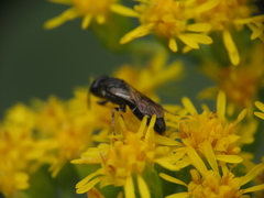 Hylaeus mesillae cressoni