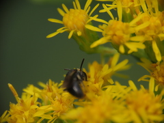 Hylaeus mesillae cressoni