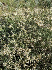 Eriogonum effusum