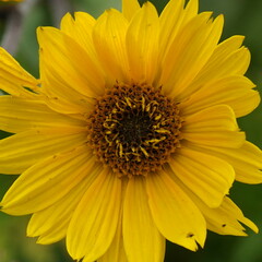 Helianthus