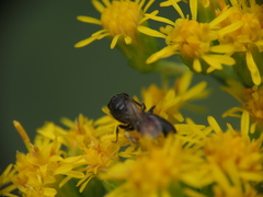Hylaeus mesillae cressoni