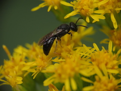 Hylaeus mesillae cressoni