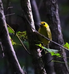 Setophaga citrina