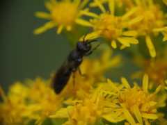Hylaeus mesillae cressoni