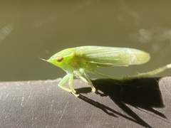 Gyponana