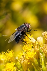 Copestylum scutellatum