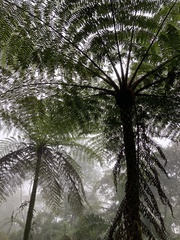 Cyatheaceae