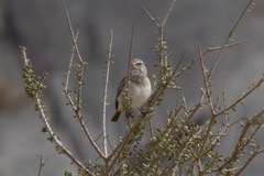 Crithagra albogularis