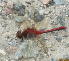 Sympetrum internum