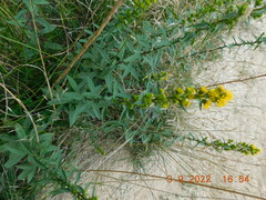 Solidago puberula