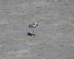 Charadrius wilsonia