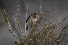 Crithagra albogularis