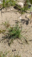 Cyperus subsquarrosus