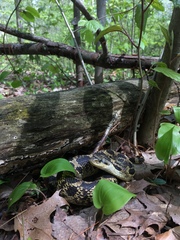 Heterodon platirhinos