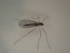 Trichocera