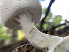 Amanita abrupta