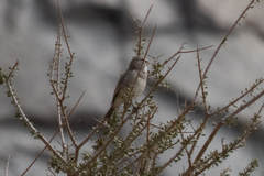 Crithagra albogularis