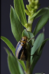 Trirhabda canadensis