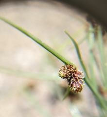Cyperus subsquarrosus