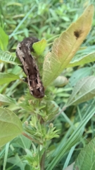 Spodoptera dolichos