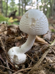 Amanita abrupta