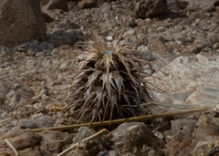 Acanthopsis disperma