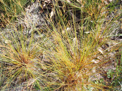 Bulbostylis ciliatifolia