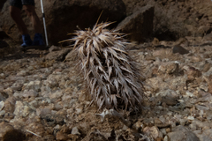 Acanthopsis disperma