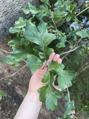 Quercus margaretiae