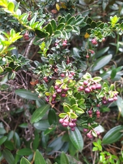Gaultheria